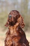 SETTER IRLANDAIS 443